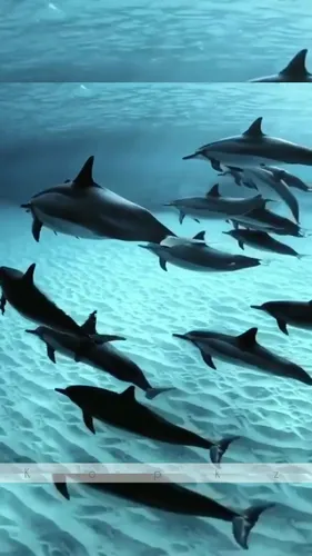 Дельфины Обои на телефон группа дельфинов плавает
