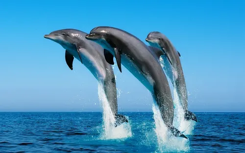 Дельфины Обои на телефон HD