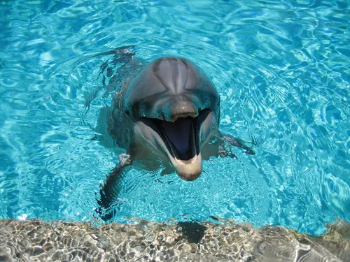 Дельфины Обои на телефон дельфин, плавающий в воде