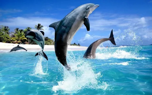 Дельфины Обои на телефон группа дельфинов выпрыгивает из воды