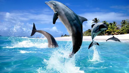 Дельфины Обои на телефон эстетика