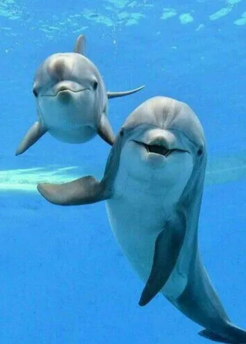 Дельфины Обои на телефон  скачать фото