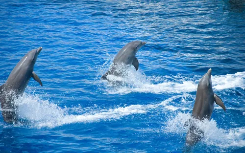 Дельфины Обои на телефон картинка