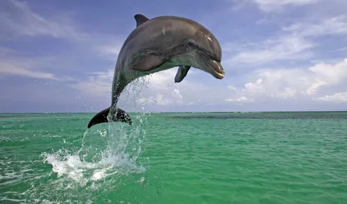 Дельфины Обои на телефон картинки