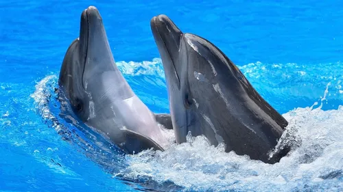 Дельфины Обои на телефон изображение