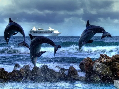 Дельфины Обои на телефон изображение