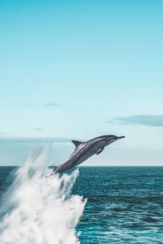 Дельфины Обои на телефон кит выпрыгивает из воды