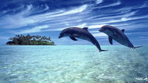 Дельфины Обои на телефон фотография