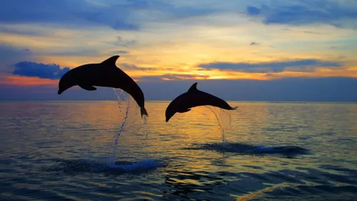 Дельфины Обои на телефон дельфины выпрыгивают из воды