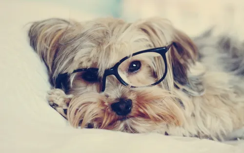 Йоркширский Терьер Обои на телефон собака в очках