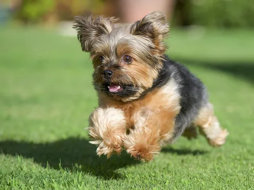 Йоркширский Терьер Обои на телефон собака бежит по траве