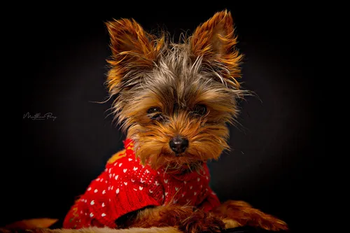 Йоркширский Терьер Обои на телефон собака в красной рубашке