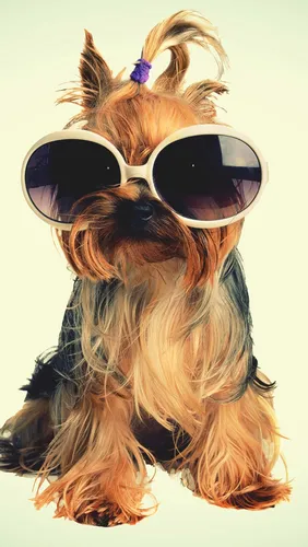 Йоркширский Терьер Обои на телефон собака в солнцезащитных очках