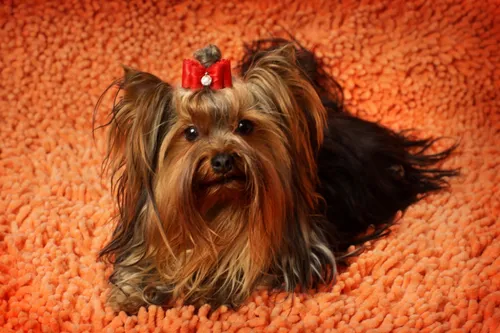 Йоркширский Терьер Обои на телефон собака, лежащая на красной ковровой дорожке