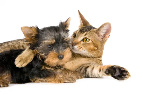 Йоркширский Терьер Обои на телефон кошка и собака лежат вместе