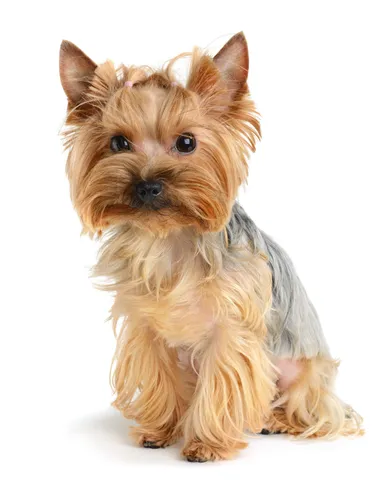Йоркширский Терьер Обои на телефон собака в свитере