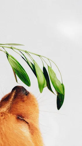 Йоркширский Терьер Обои на телефон зеленое растение на голове собаки