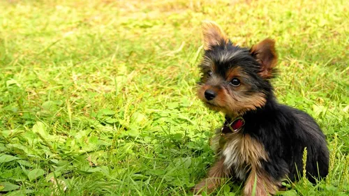 Йоркширский Терьер Обои на телефон маленькая собака в травянистой местности