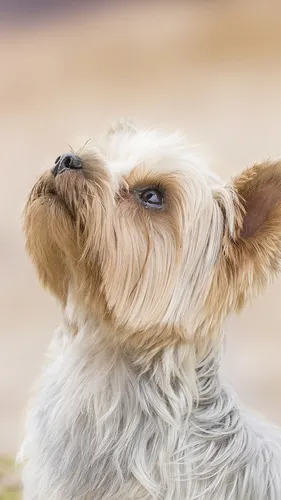 Йоркширский Терьер Обои на телефон собака с поднятым носом