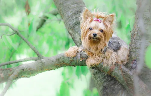 Йоркширский Терьер Обои на телефон собака на ветке дерева