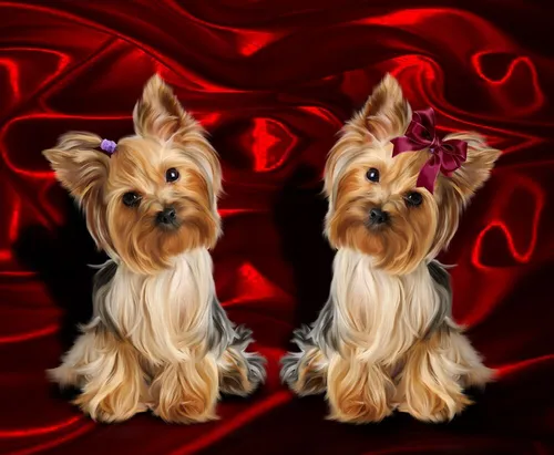 Йоркширский Терьер Обои на телефон пара собак, сидящих на красной поверхности