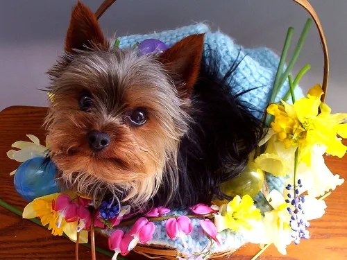 Йоркширский Терьер Обои на телефон собака сидит в корзине с цветами