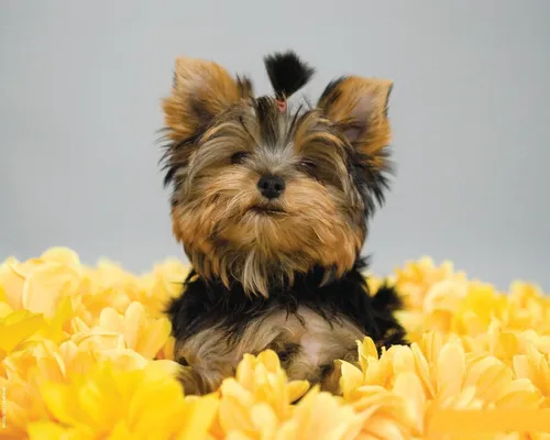 Йоркширский Терьер Обои на телефон собака в поле желтых цветов