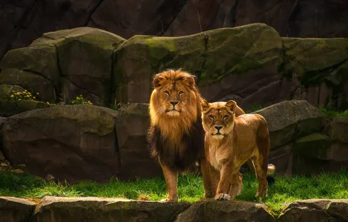 Лев И Львица Обои на телефон пара львов на выставке зоопарка