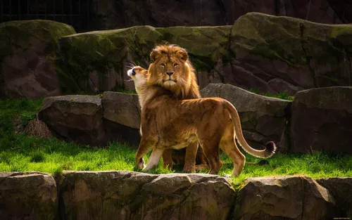 Лев И Львица Обои на телефон лев и кошка на выставке зоопарка