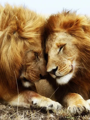 Лев И Львица Обои на телефон пара львов, лежащих