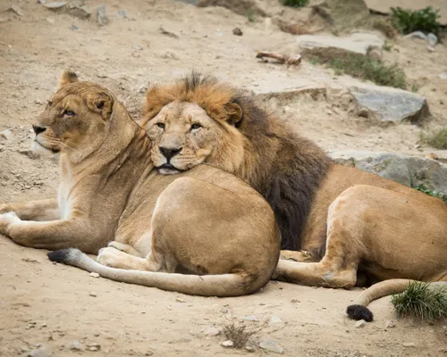 Лев И Львица Обои на телефон группа львов, лежащих на земле