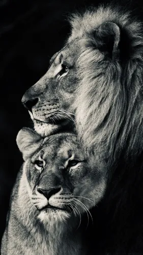 Лев И Львица Обои на телефон лев и львица