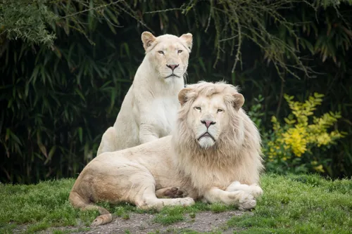 Лев И Львица Обои на телефон пара львов, лежащих на траве
