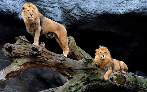 Лев И Львица Обои на телефон пара львов, сидящих на бревне