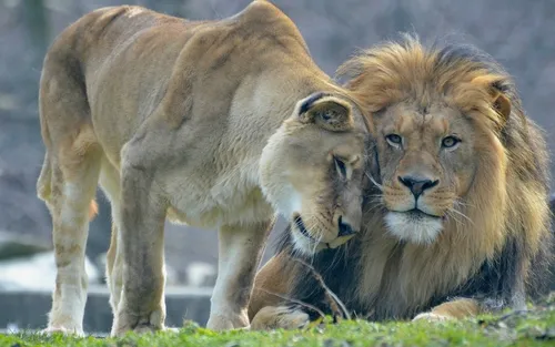 Лев И Львица Обои на телефон пара львов