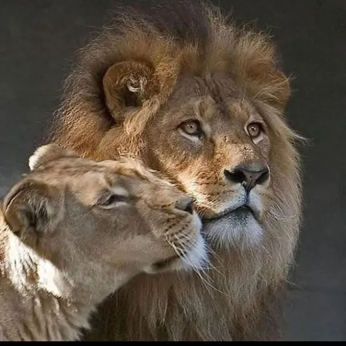 Лев И Львица Обои на телефон лев лижет другого льва