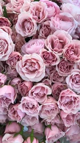 Новинки Обои на телефон большая группа розовых роз