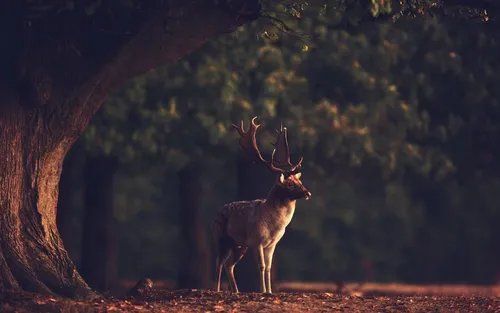 Олень Обои на телефон олень, стоящий рядом с деревом