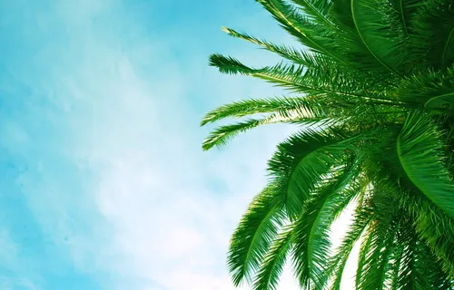 Пальмовые Листья Обои на телефон дерево с голубым небом