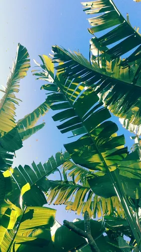 Пальмовые Листья Обои на телефон изображение