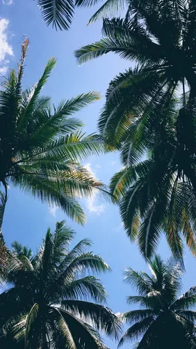 Пальмовые Листья Обои на телефон группа пальм