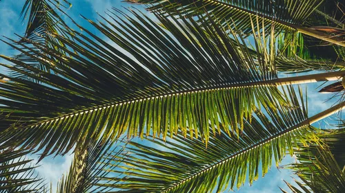Пальмовые Листья Обои на телефон глядя на высокую пальму
