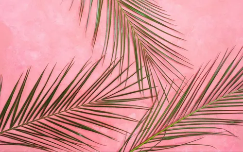 Пальмовые Листья Обои на телефон бесплатные картинки