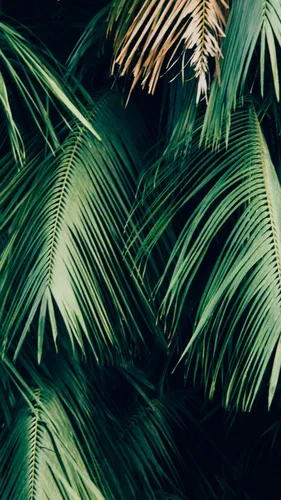 Пальмовые Листья Обои на телефон 2022