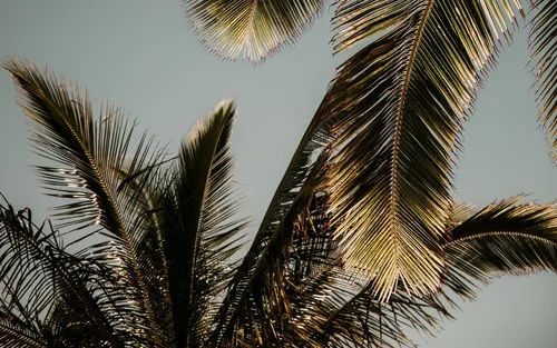 Пальмовые Листья Обои на телефон фото для телефона