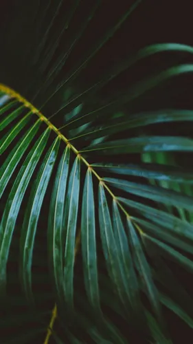Пальмовые Листья Обои на телефон закрыть растение