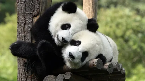 Панды Обои на телефон пара панд обнимается