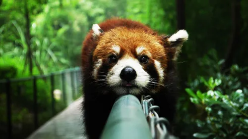 Панды Обои на телефон красная панда с пистолетом