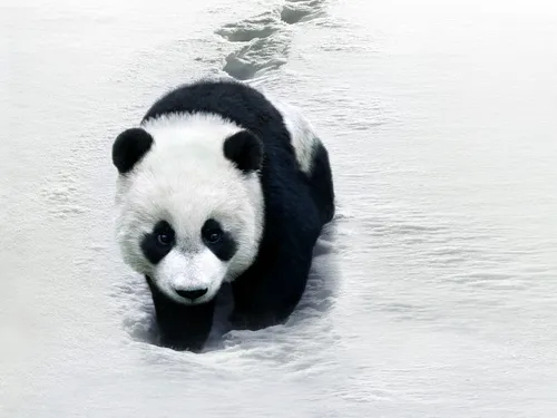 Панды Обои на телефон панда в воде