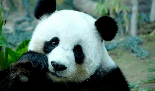 Панды Обои на телефон медведь панда на выставке зоопарка